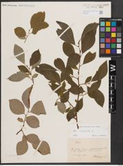 Foto von Salix caprea L.